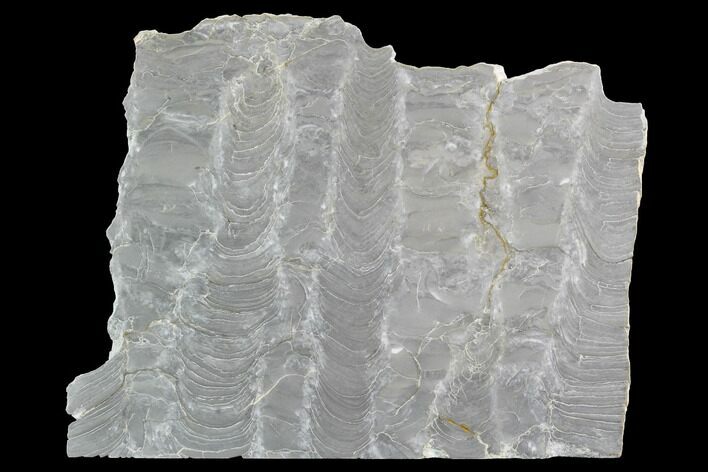 Polished Stromatolite (Kussiella) Slab - Russia #91813